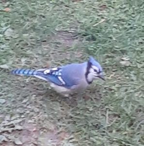 Meet your Posher, Bonnie